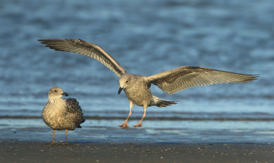 Herring Gull - Larus argentatus (Zilvermeeuw)