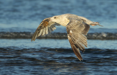 Herring Gull - Larus argentatus (Zilvermeeuw)