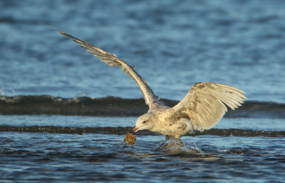 Herring Gull - Larus argentatus (Zilvermeeuw)