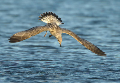 Herring Gull - Larus argentatus (Zilvermeeuw)