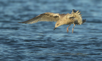 Herring Gull - Larus argentatus (Zilvermeeuw)