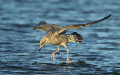 Herring Gull - Larus argentatus (Zilvermeeuw)