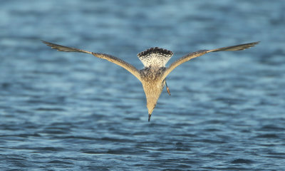 Herring Gull - Larus argentatus (Zilvermeeuw)