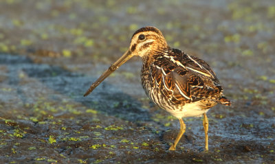 Common Snipe - Gallinago gallinago (Watersnip)