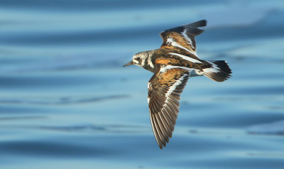 Ruddy Turnstone - Arenaria interpres (Steenloper)
