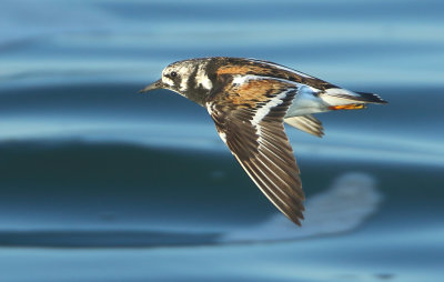 Ruddy Turnstone - Arenaria interpres (Steenloper)
