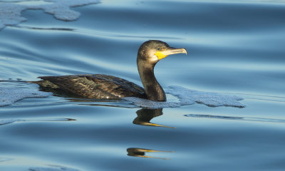 Great Cormorant - Phalacrocorax carbo (Aalscholver)