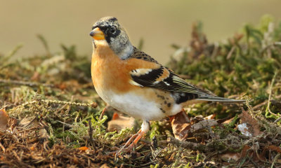Brambling - Fringilla montifringilla (Keep) 