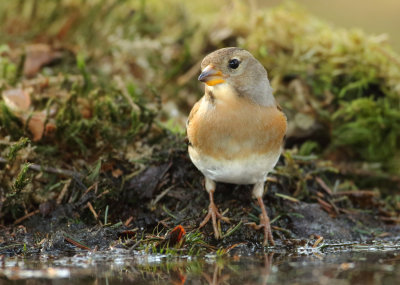 Brambling - Fringilla montifringilla (Keep) 