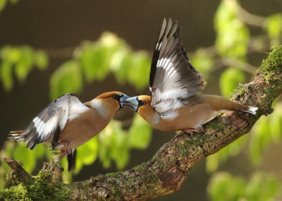 Hawfinch - Coccothraustes coccothraustes (Appelvink)