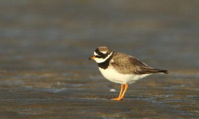 Greater Ringed Plover - Charadrius hiaticula (Bontbekplevier)