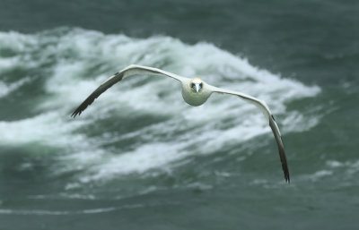 Northern Gannet - Morus bassanus (Jan van Gent)