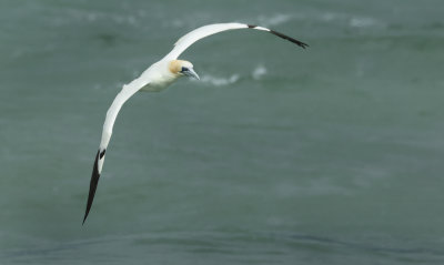 Northern Gannet - Morus bassanus (Jan van Gent)