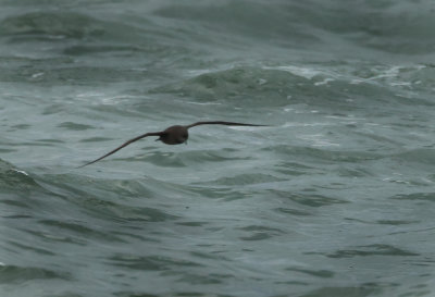 Sooty Shearwater - Ardenna grisea (Grauwe Pijlstormvogel)