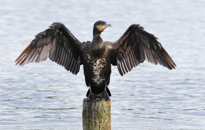 Great Cormorant - Phalacrocorax carbo (Aalscholver)