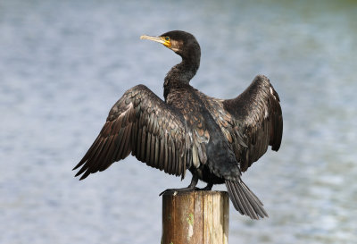 Great Cormorant - Phalacrocorax carbo (Aalscholver)