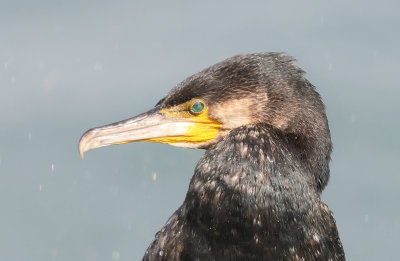 Great Cormorant - Phalacrocorax carbo (Aalscholver)