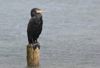 Great Cormorant - Phalacrocorax carbo (Aalscholver)