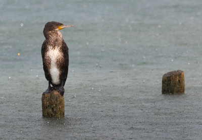 Great Cormorant - Phalacrocorax carbo (Aalscholver)