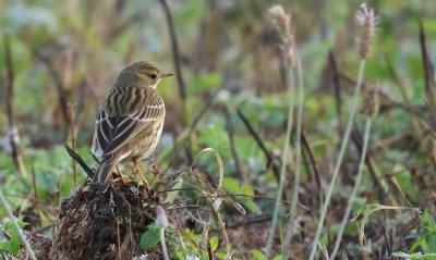 Meadow Pipit - Anthus pratensis (Graspieper)