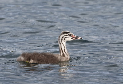 Great Crested Grebe - Podiceps cristatus (Fuut)