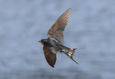 Swallows and Martins - Hirundinidae (Zwaluwen)
