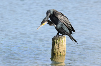 Great Cormorant - Phalacrocorax carbo (Aalscholver)
