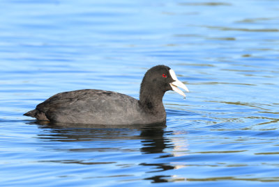 Eurasian Coot - Fulica atra (Meerkoet)