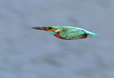 Common Kingfisher - Alcedi atthis ispida (IJsvogel)