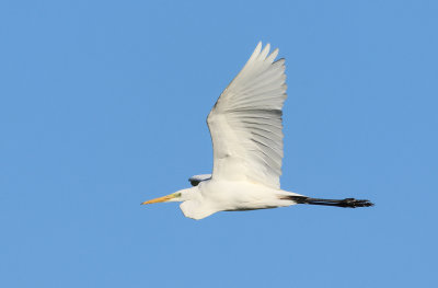 MAP: Great Egret - Ardea alba (Grote Zilverreiger)