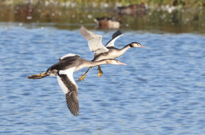 Great Crested Grebe - Podiceps cristatus (Fuut)