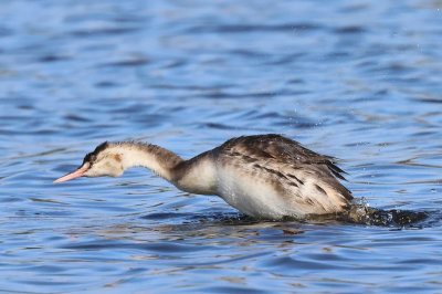Great Crested Grebe - Podiceps cristatus (Fuut)