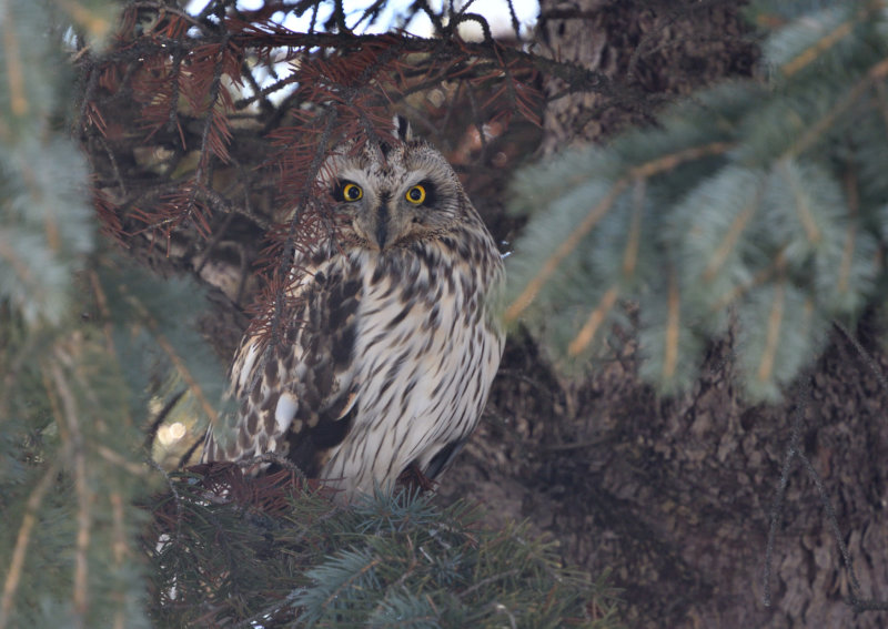 Hibou des marais