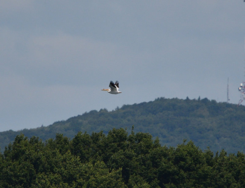 Plican d'Amrique (Photo du jour du site Oiseaux rares du Qubec)