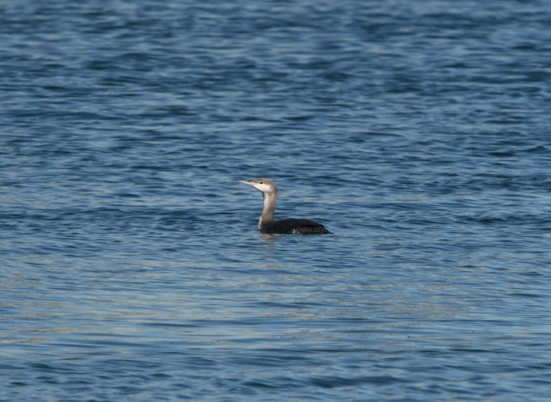 Plongeon catmarin