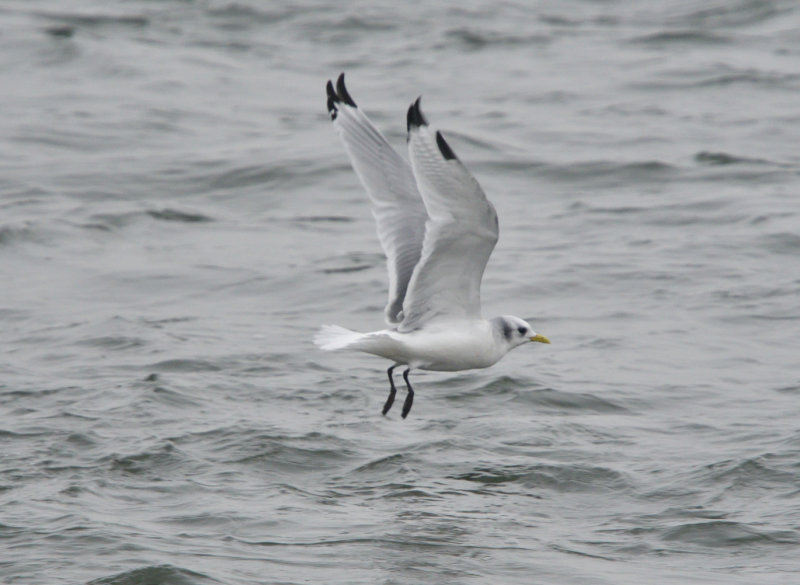 Mouette tridactyle