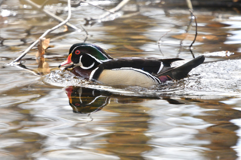 Canard branchu mle
