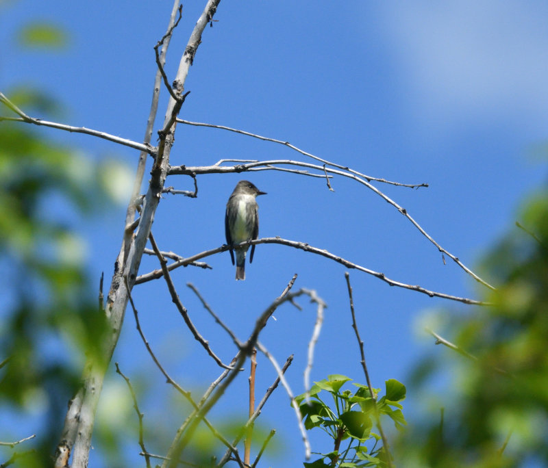 Moucherolle  cts olive (Photo du jour du site Oiseaux rares du Qubec)