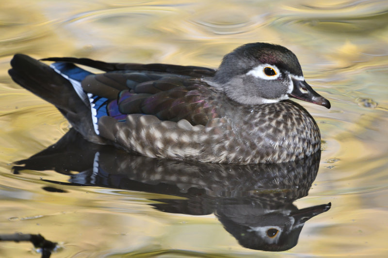 Canard branchu femelle