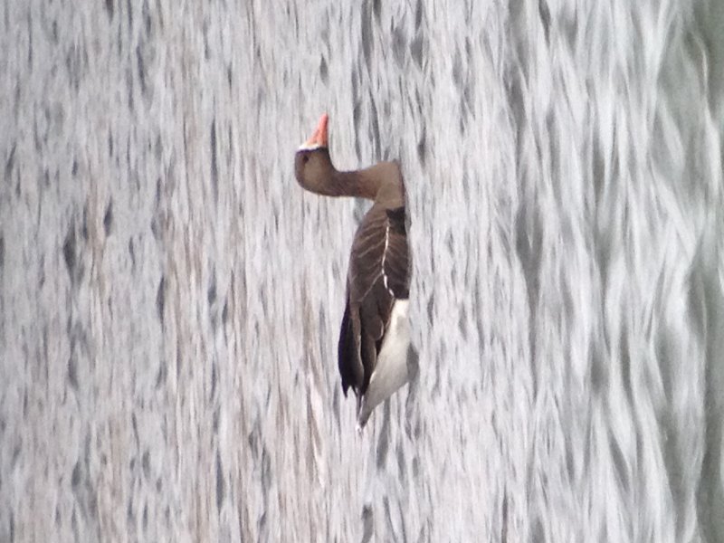 Oie rieuse (Photo du jour du site Oiseaux rares du Qubec)