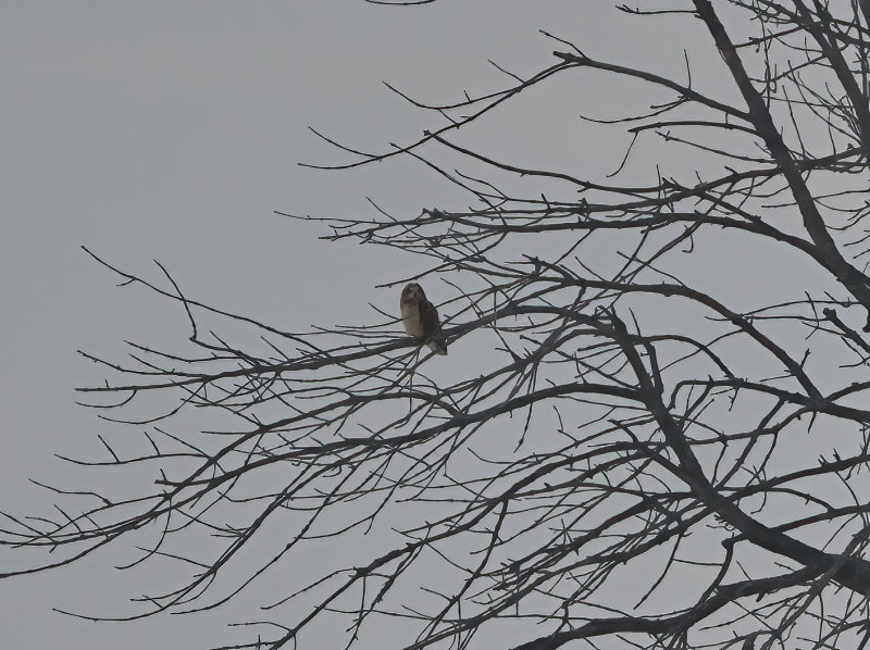 Hibou des marais