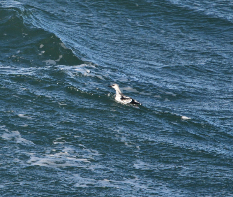 Guillemot  miroir