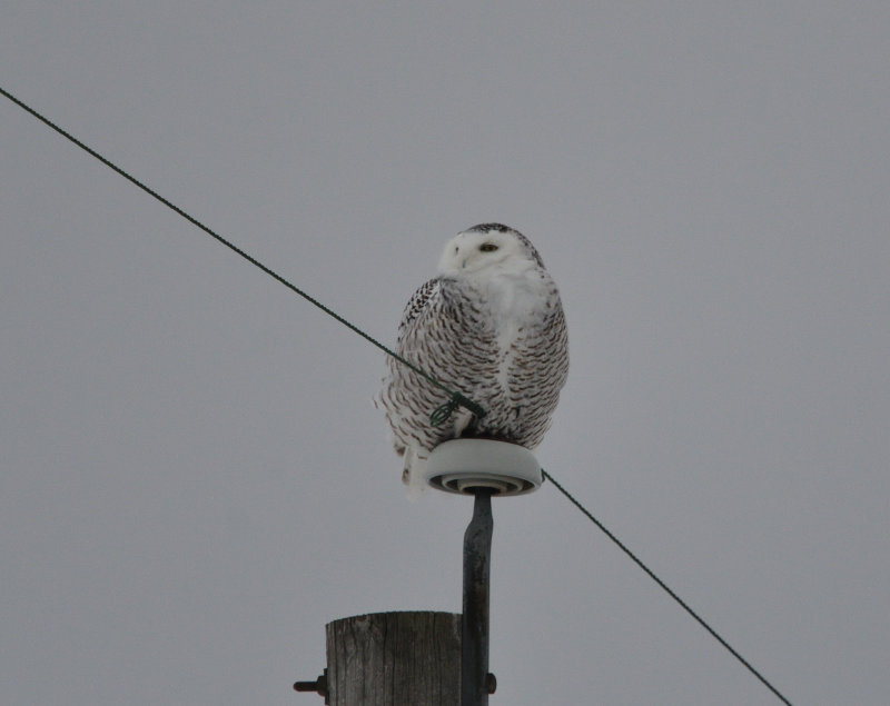 Harfang des neiges