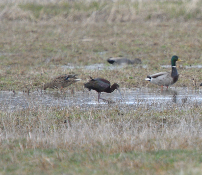Hybride Ibis falcinelle x Ibis  face blanche