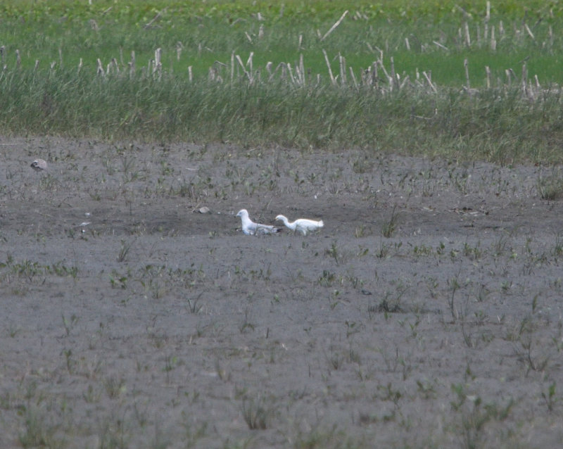 Aigrette neigeuse