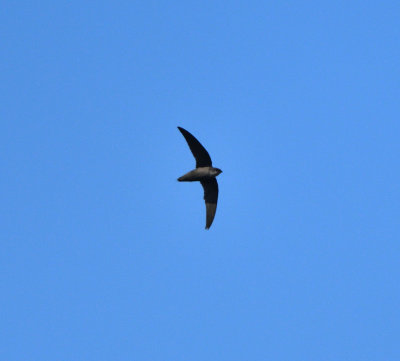 g12/22/1183022/3/169302916.UW7Ps4yJ.jpg