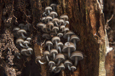 Mushrooms in a Tree Trunk