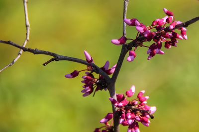 Redbuds II