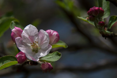 Apple Blossoms IV