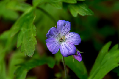 Little Blue Flower